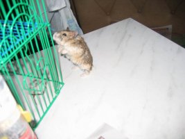 IMG_413.JPG
