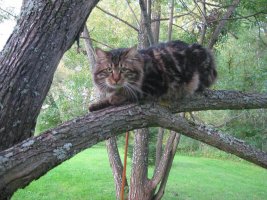 01-Папа-Ерофей Котофеич.jpg