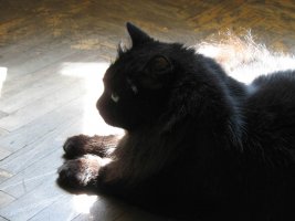 IMG_1206.jpg