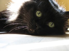 IMG_1216.jpg