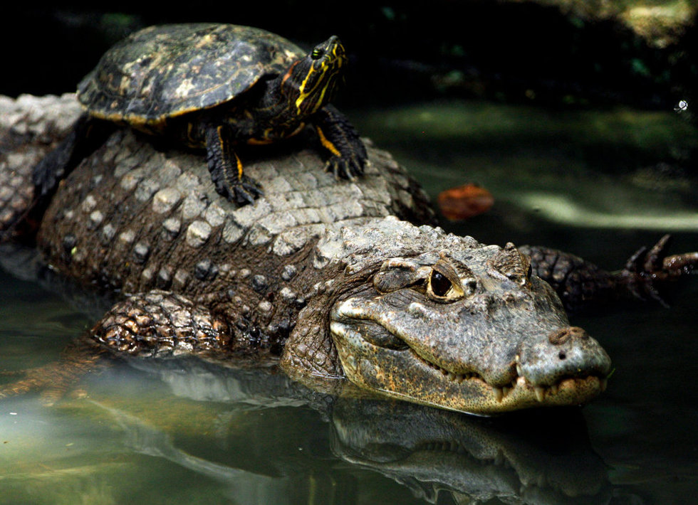 slider_alligator.jpeg